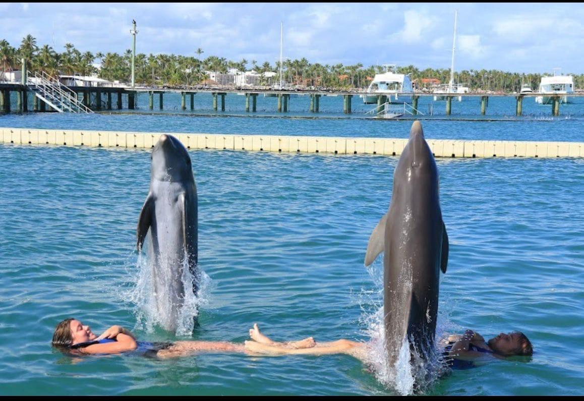 Dolphin Adventure — Delfines y Vida Marina - foto 3